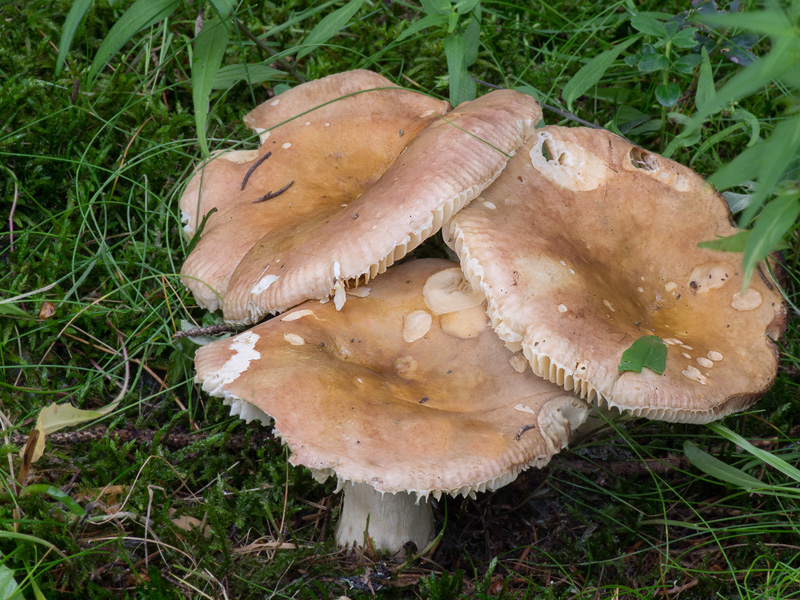 Russula favrei